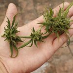 Best cannabis delivery Prague img-1044.jpg