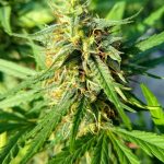 Buying THC Chocolate and Cannabis Products in Prague: Legal Guide and Market Overview img-1261.jpg