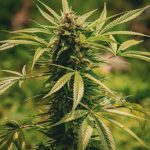 Fastest, Most Reliable THC Vape Delivery in Prague img-1289.jpg