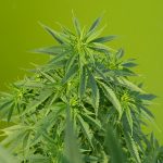 Discreet Cannabis Delivery in Prague img-1994.jpg