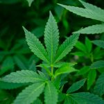 THC Chocolate in Prague: A Blend of Historic Charm and Cannabis Culture img-2194.jpg