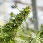 Online Marijuana Delivery Prague: Cheap Cannabis Delivery Services img-2254.jpg