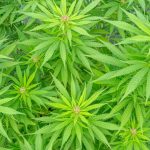Welcome to the ultimate destination for lovers of fine chocolate and cannabis in the heart of Prague img-2310.jpg