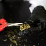 Premium Hemp and Cannabis Supplier in Prague img-2331.jpg
