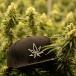 Prague Cannabis Laws & Local Regulations img-2528.jpg
