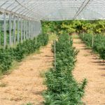 Welcome to the premier Prague cannabis shop img-2644.jpg