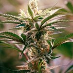 Ultimate Guide to Prague Cannabis Culture and THC Joints img-2657.jpg