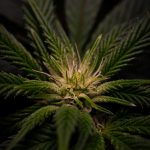 Prague's 420 Culture: A Guide to Cannabis and Nightlife img-2788.jpg