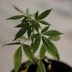 Prague’s cannabis scene is growing fast, and the city’s residents and visitors are increasingly looking for premium THC joints that combine great flavor, reliable potency, and a smooth smoking experience. img-3063.jpg