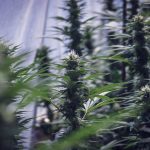 Prague’s cannabis scene is growing rapidly, and investors who want to tap into this thriving market can do so by purchasing a marijuana store for sale in Prague img-3093.jpg