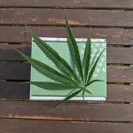 Prague’s Vape Scene: THC Vapes, Prices, and Regulations img-3249.jpg