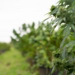 Welcome to Prague’s premier destination for high‑quality THC vape products, cannabis, hemp, and edibles img-3394.jpg
