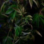 Ultimate Guide to Cannabis, Marijuana, and Hemp Products in Prague img-403.jpg