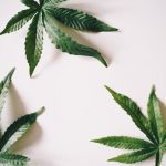 Prague, the capital of the Czech Republic, is quickly becoming a hub for high‑end cannabis enthusiasts img-675.jpg