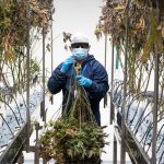 Prague is rapidly becoming the hub of hemp culture in Central Europe img-833.jpg