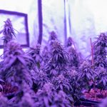 Discover Prague’s Vibrant Cannabis Culture and the Unique Appeal of its Hemp Market picture (11)